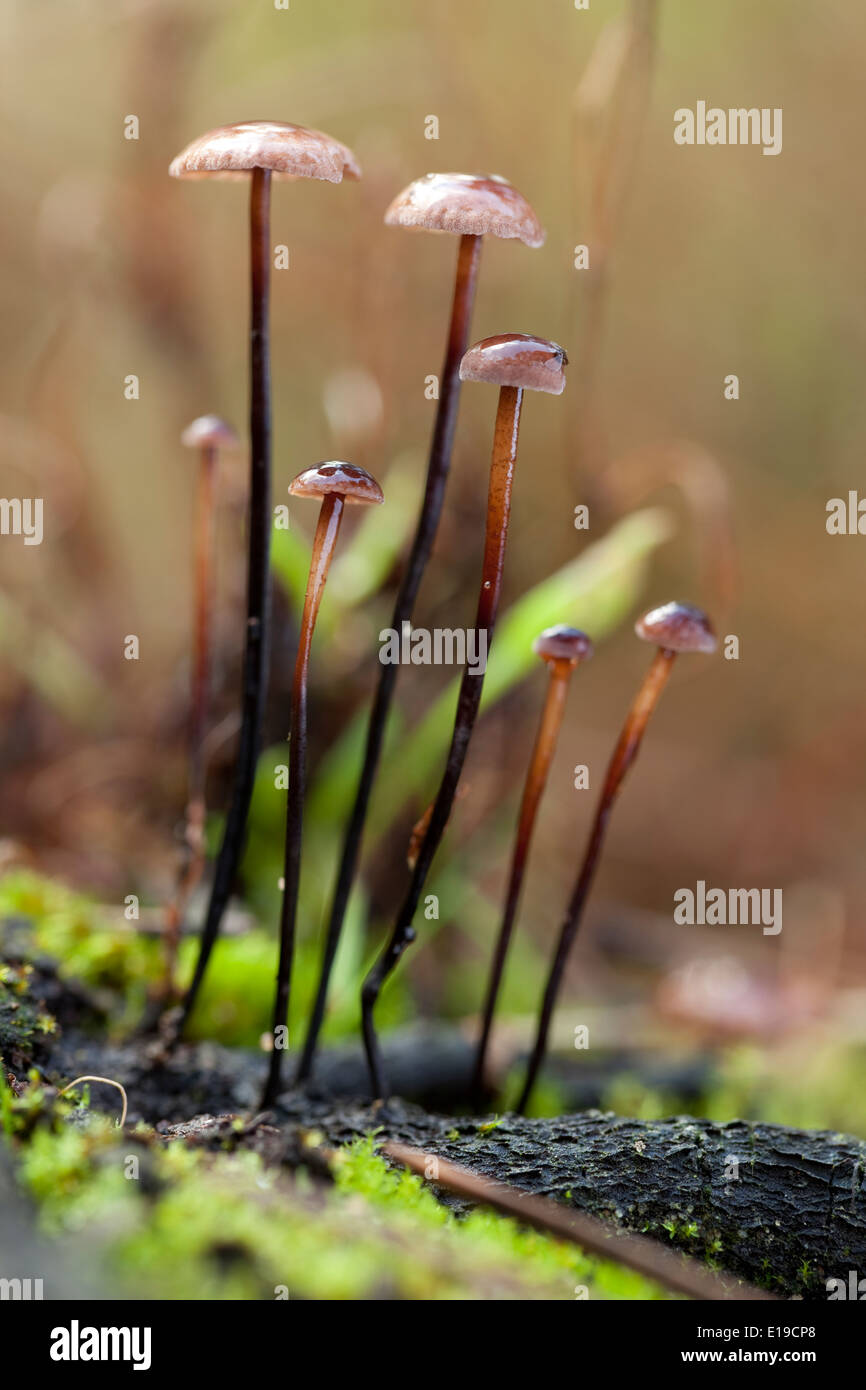 kleiner Pilz (Marasmius Alliaceus) gewachsen auf Stamm Stockfoto