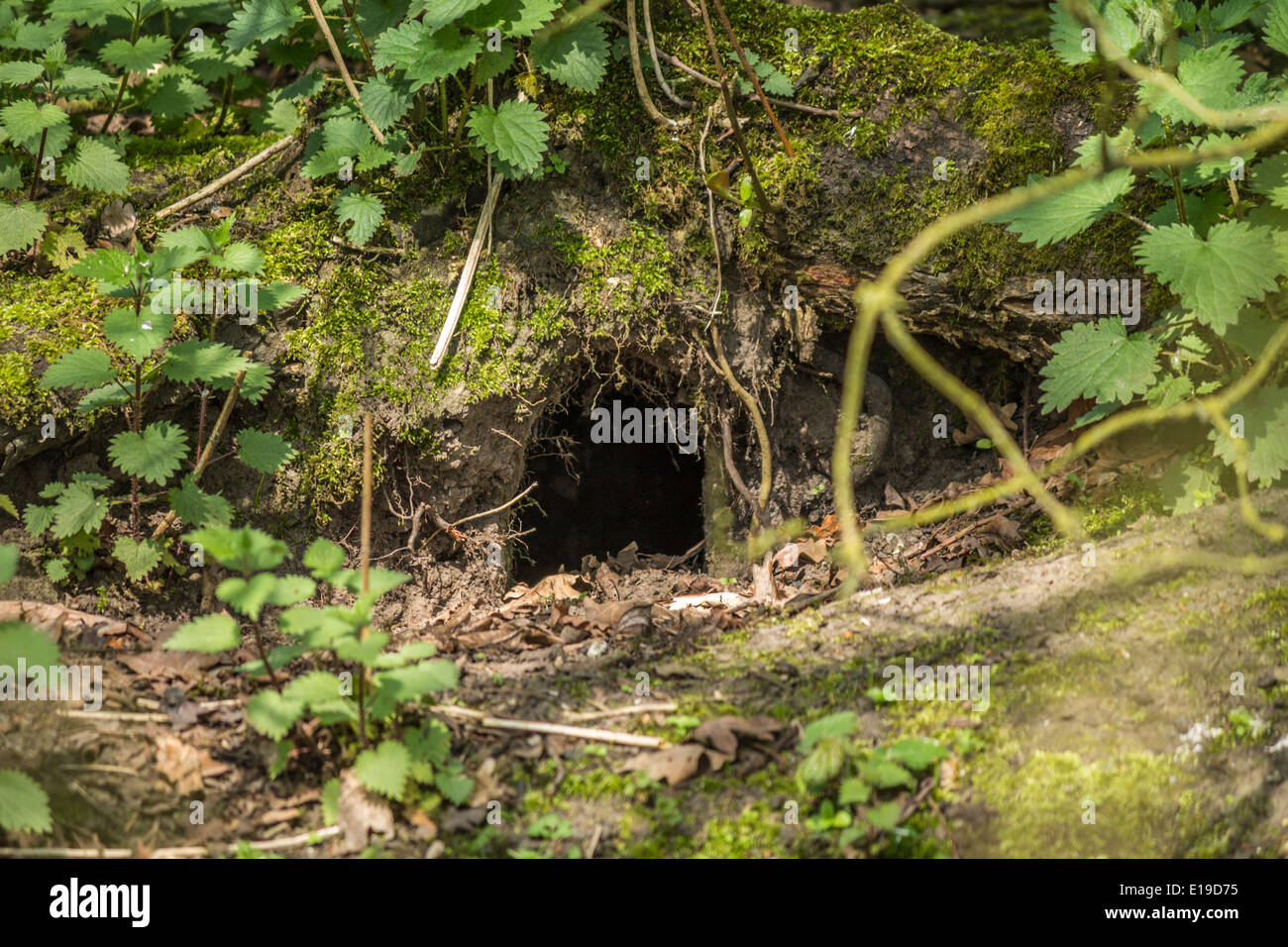 Ein Kaninchenloch im Wald Stockfoto