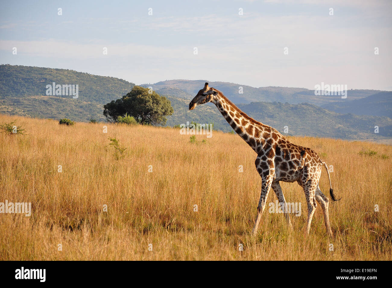 Giraffe im Grünland, Pilanesberg Nationalpark Pilanesberg, North West Province, Südafrika Stockfoto