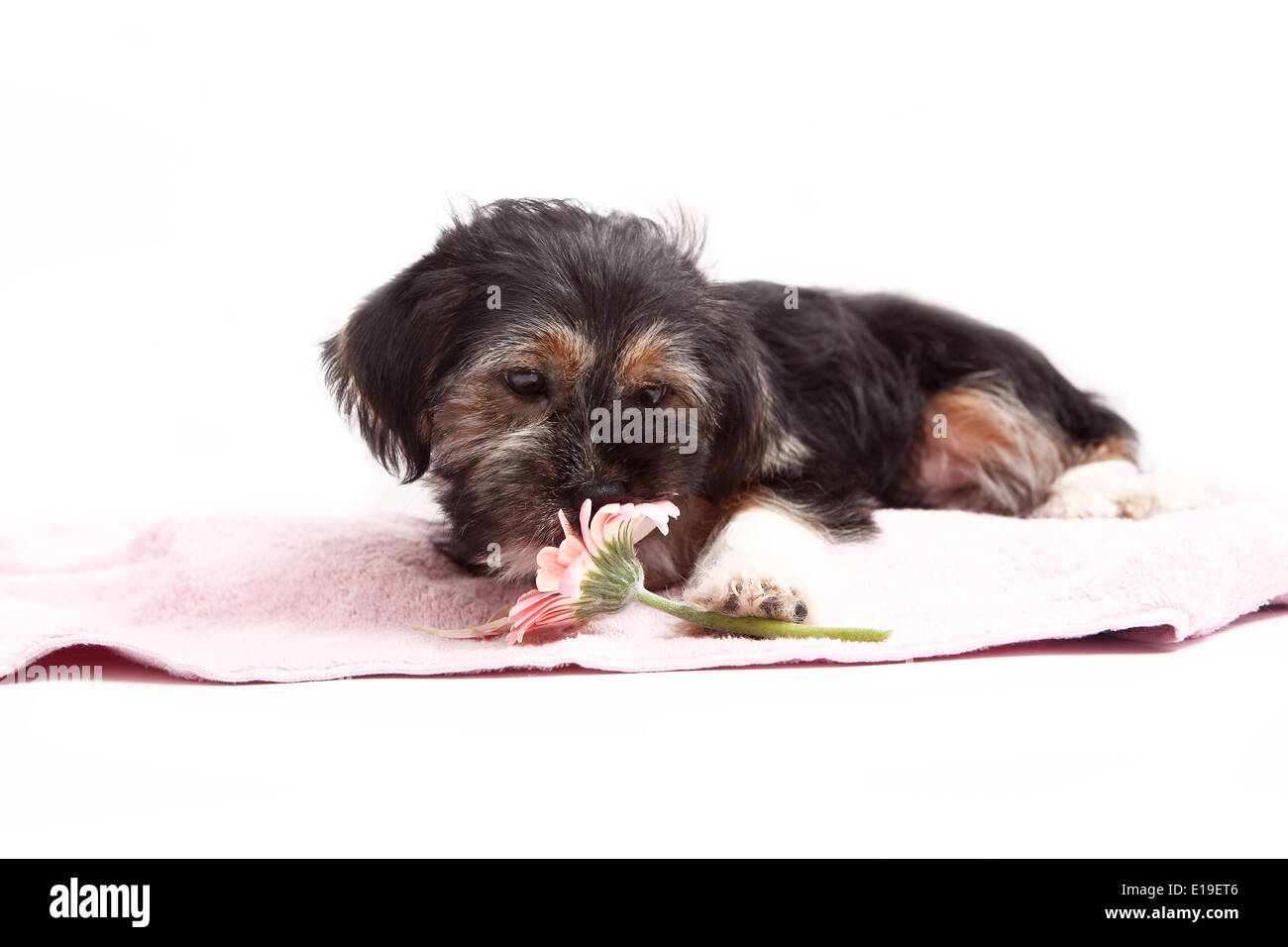 Young-Terrier-Mix auf der Decke mit einer Blume Stockfoto