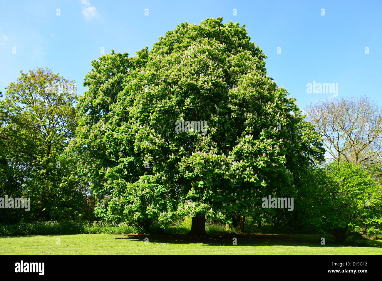 Pferd-Kastanie, Ruislip, London Borough of Hillingdon, Greater London, England, Vereinigtes Königreich Stockfoto