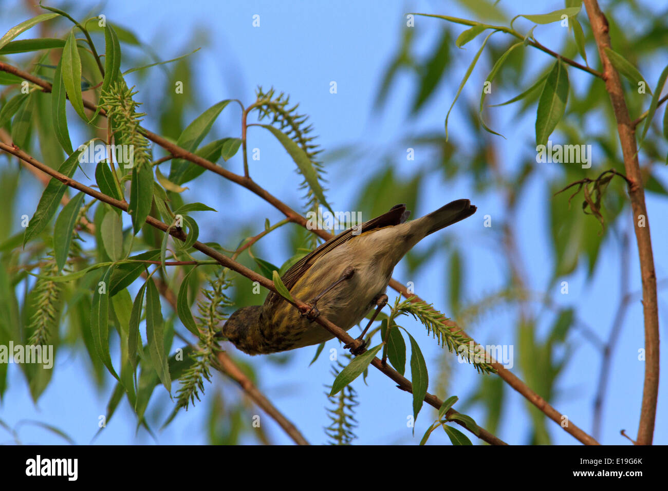 Non-Zucht erwachsenen männlichen Cape May Grasmücke (Dendroica Tigrina) während der Frühjahrswanderung. Stockfoto