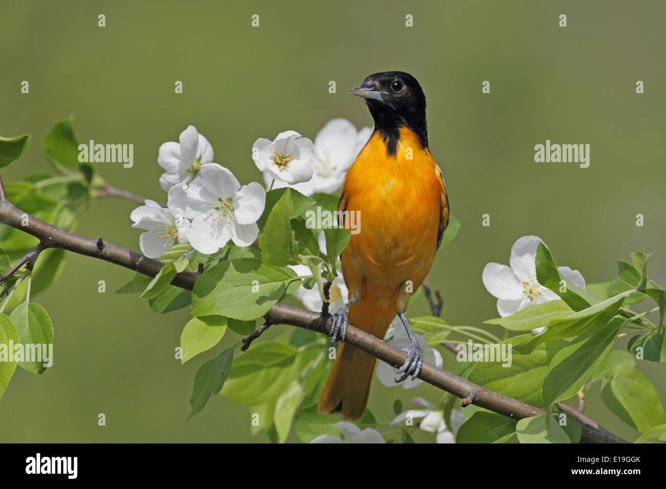Baltimore Oriole Stockfoto