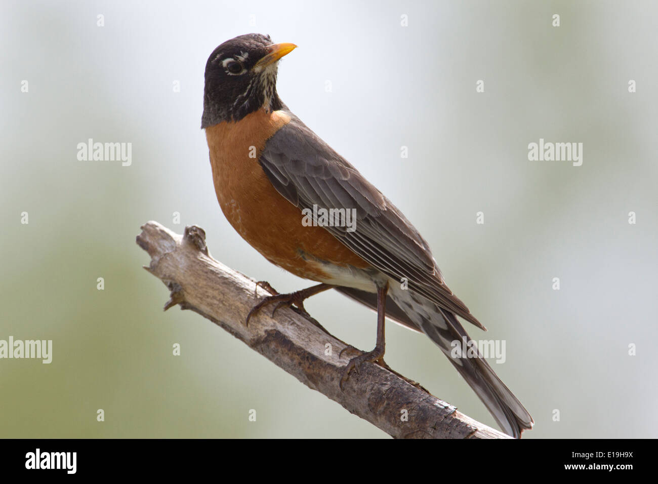 Amerikanischer Robin auf Ast. Stockfoto