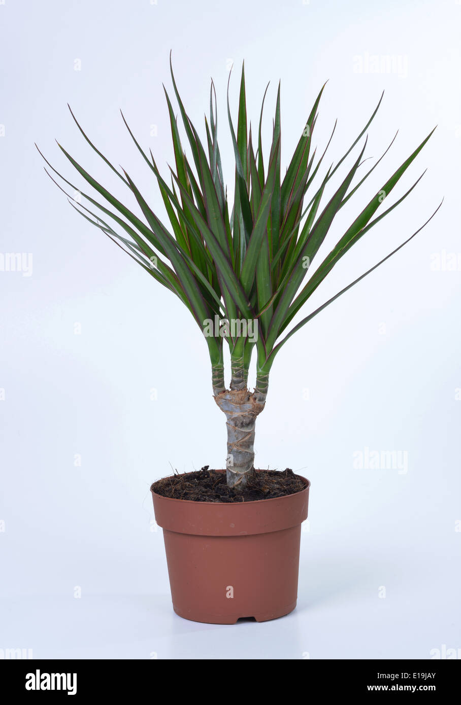 Drachenbaum (Dracaena Marginata) Stockfoto