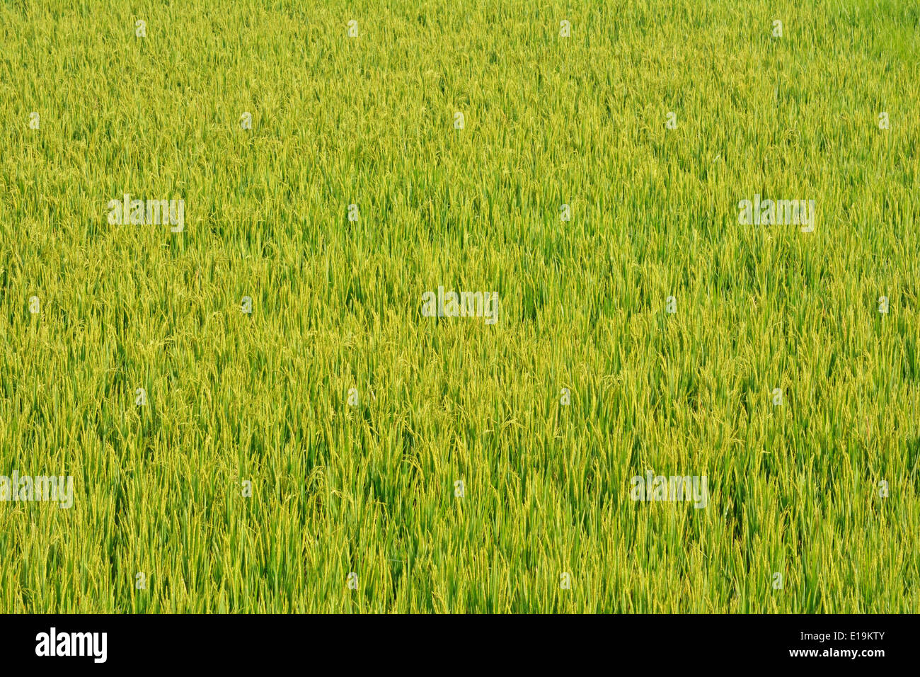 Reisfeld Stockfoto