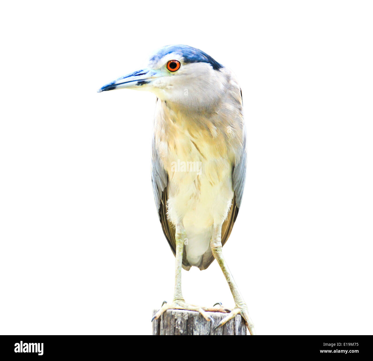 Schwarz-gekrönter Nachtreiher Vogel isoliert auf weißem Hintergrund. Stockfoto