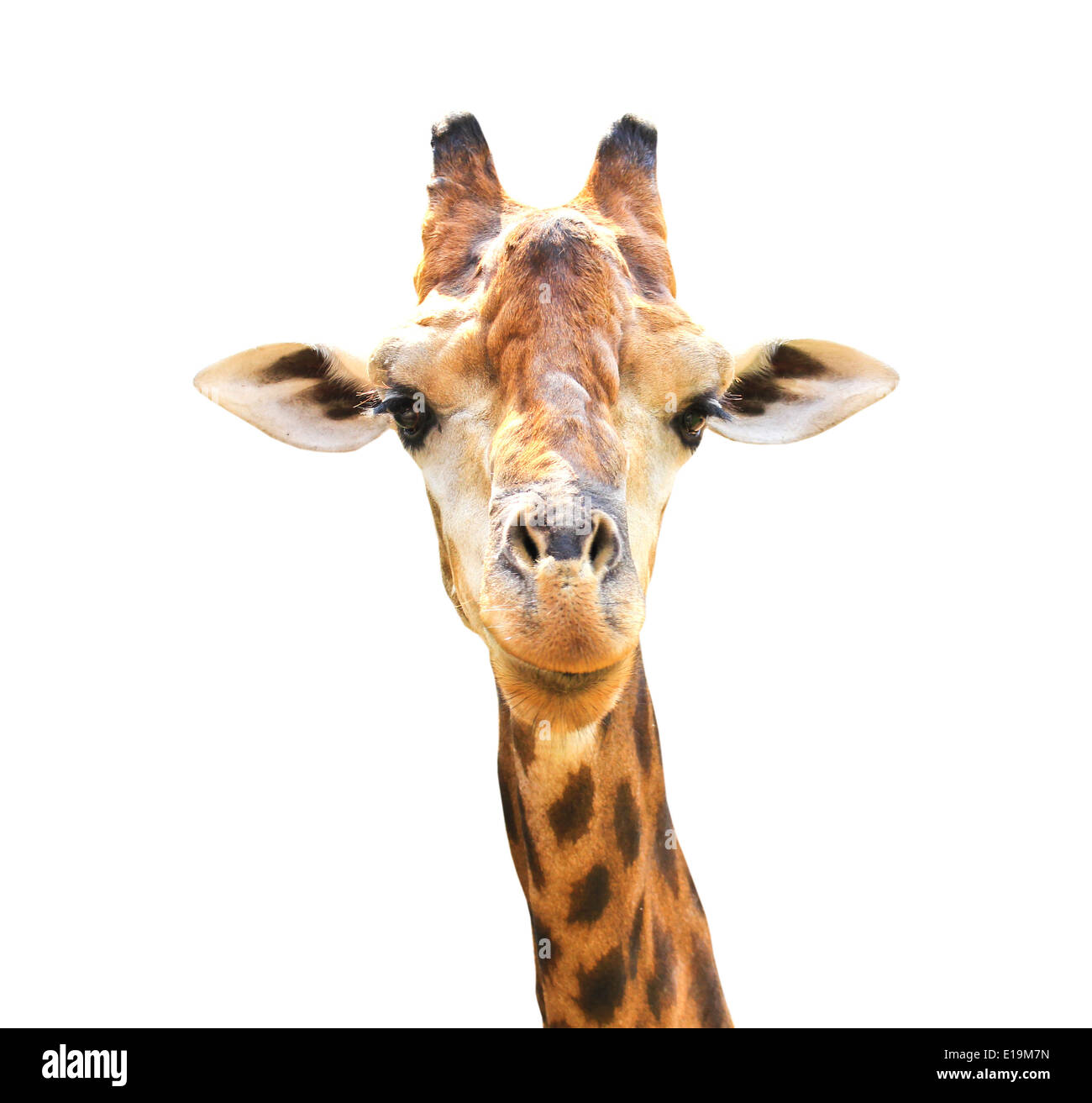 Closeup Portrait Giraffe isoliert auf weißem Hintergrund. Stockfoto