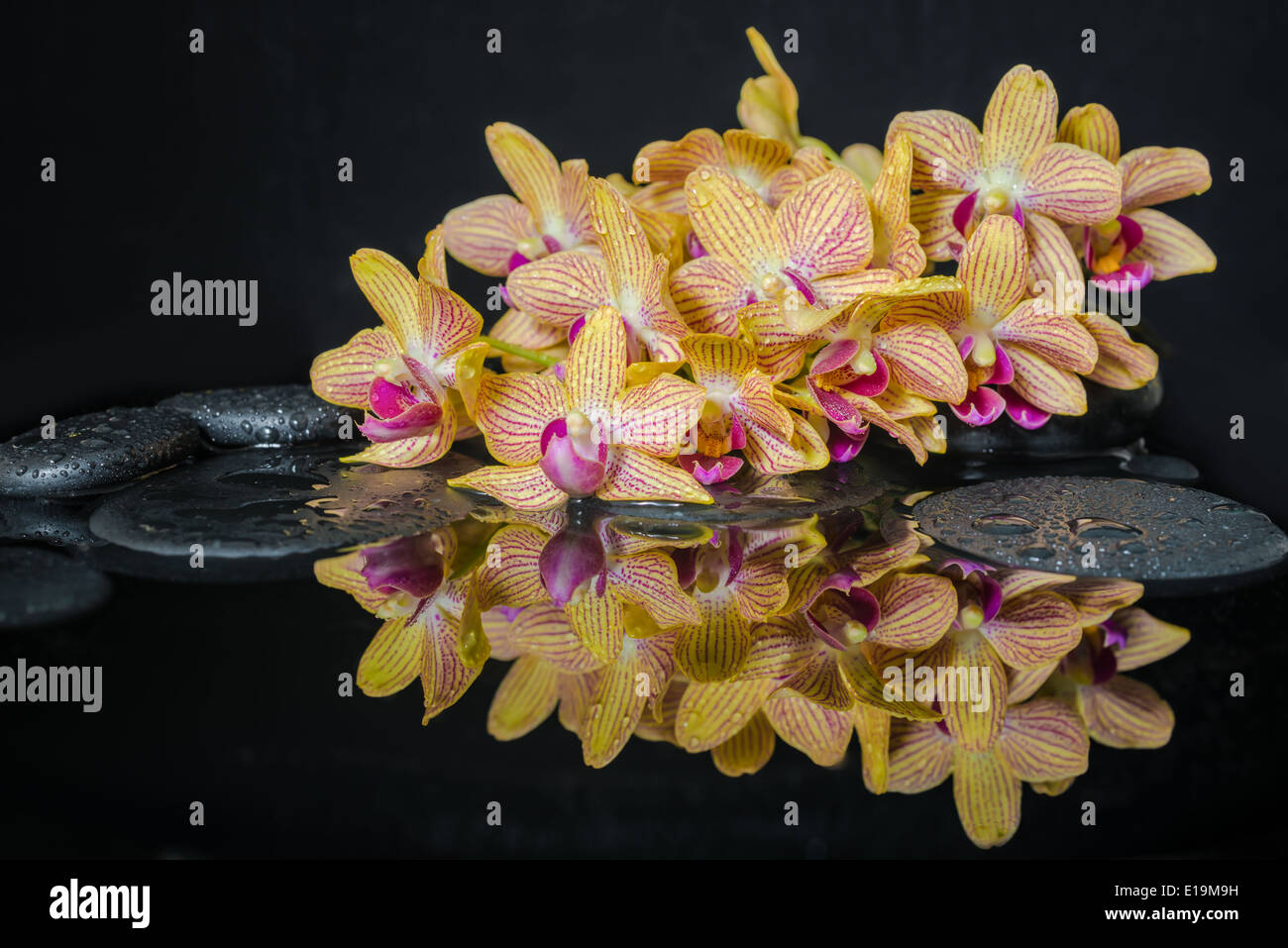 Spa-Konzept von schönen gelb mit roten abgespeckte Orchidee (Phalaenopsis), Steinen Zen mit Tropfen und Reflexion auf dem Wasser Stockfoto