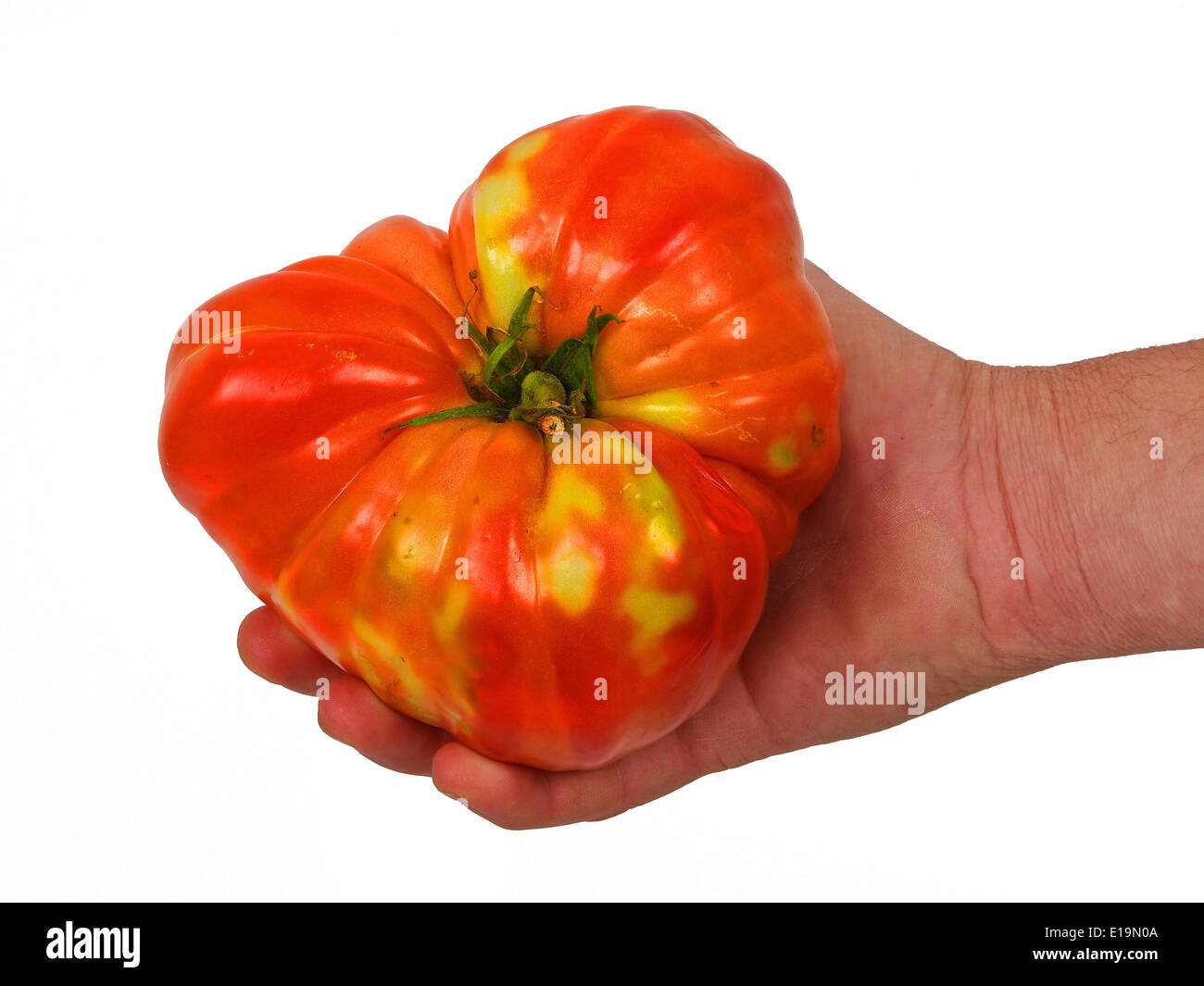 große Tomaten in den Händen eines Landwirts Stockfoto