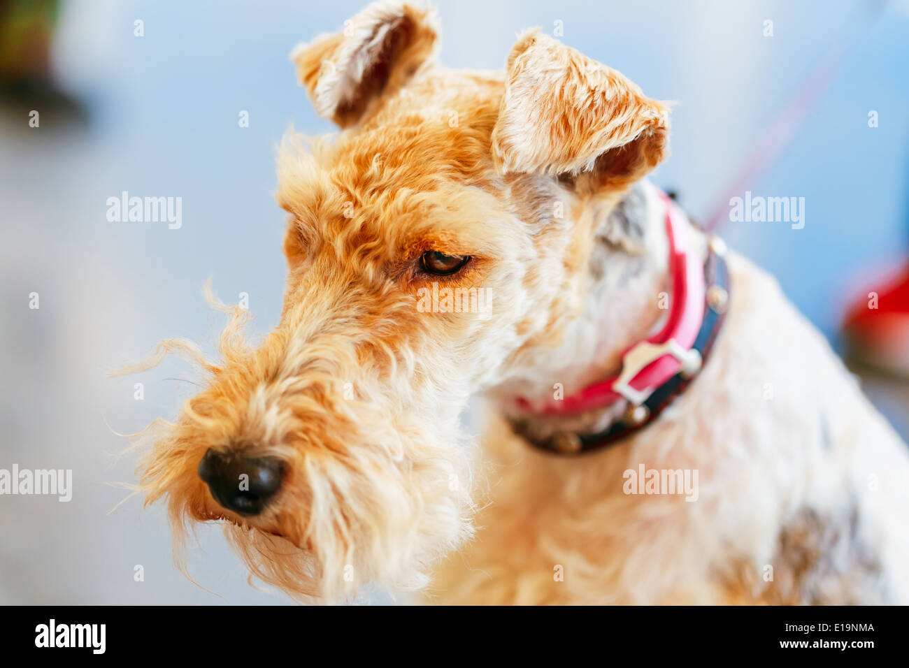 Wire Fox Terrier schließen sich Indoor-Porträt Stockfoto