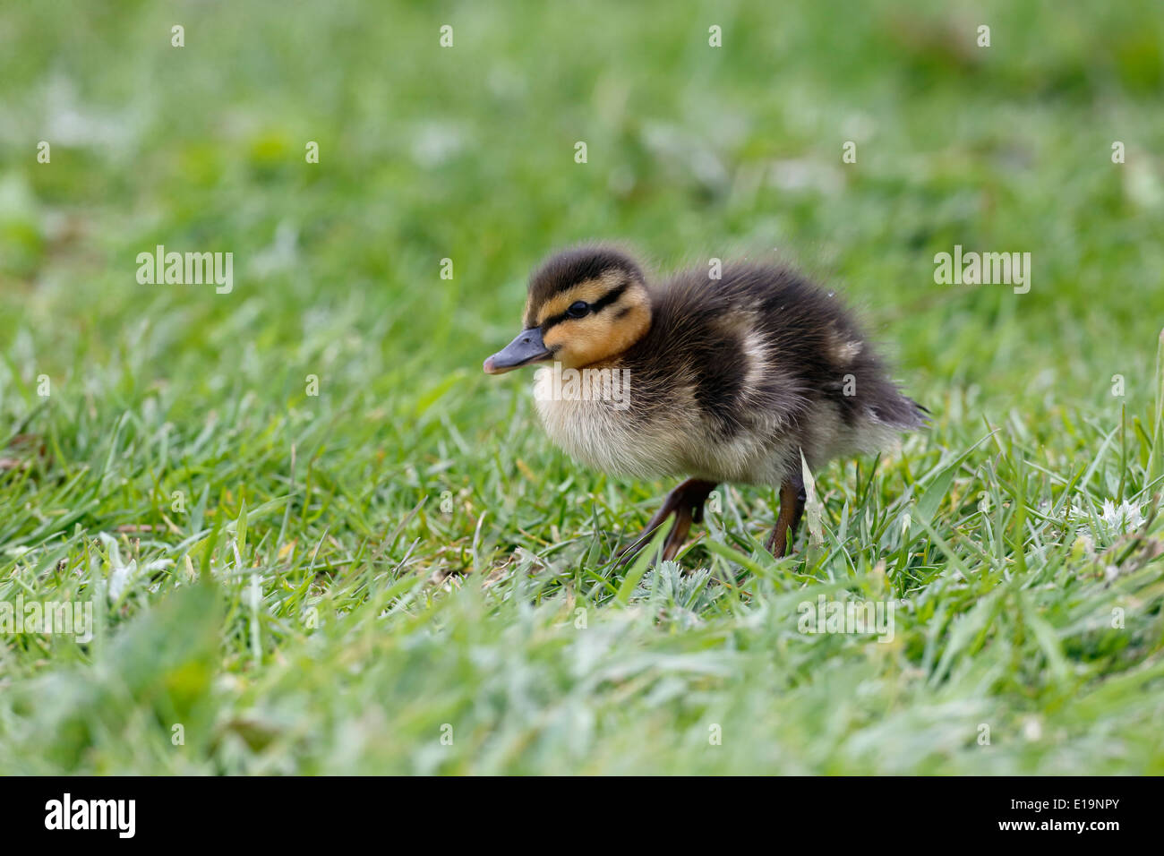 Stockente Anas Platyrhynchos, einzelne Küken auf dem Rasen, Northumberland, Mai 2014 Stockfoto