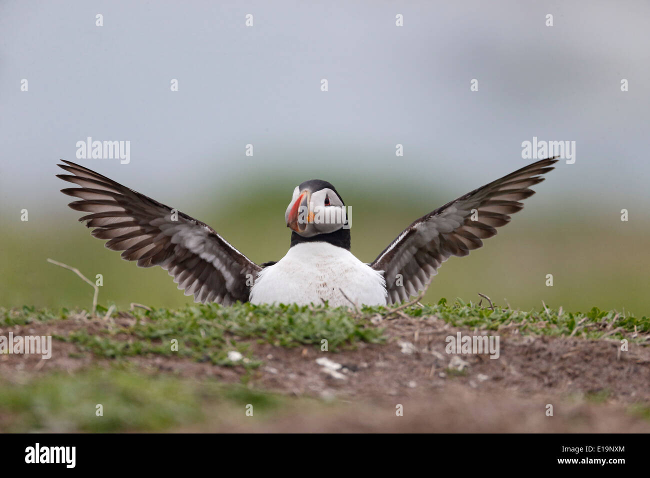 Puffin, Fratercula Arctica, Vogel Flügel dehnen, Northumberland, Mai 2014 Stockfoto