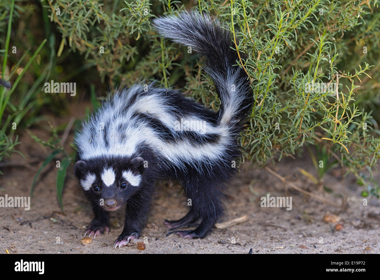 Gestreifte Polecat(Ictonyx striatus). Namibia Stockfoto