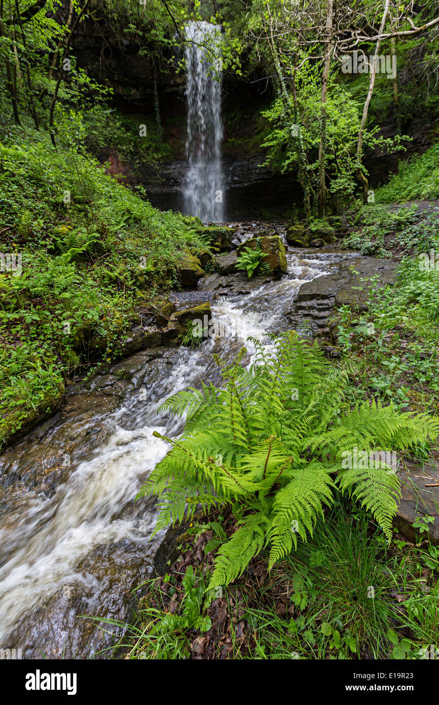 Farne wachsen in der Nähe von Bach und Wasserfall, Schlucht Clydach, Wales, UK Stockfoto