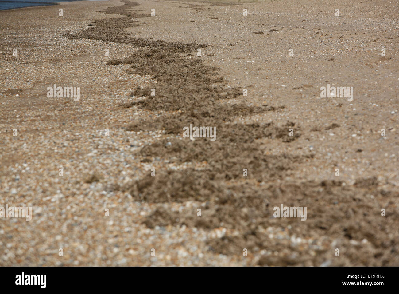 Eine Reihe von getrockneten Algen angespült am Kies und Sand Strand, Norfolk UK. Stockfoto