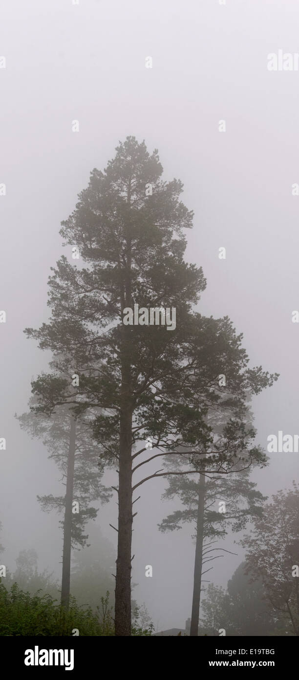 Kiefer im Nebel im Frühjahr, Mai, am frühen Morgen Stockfoto