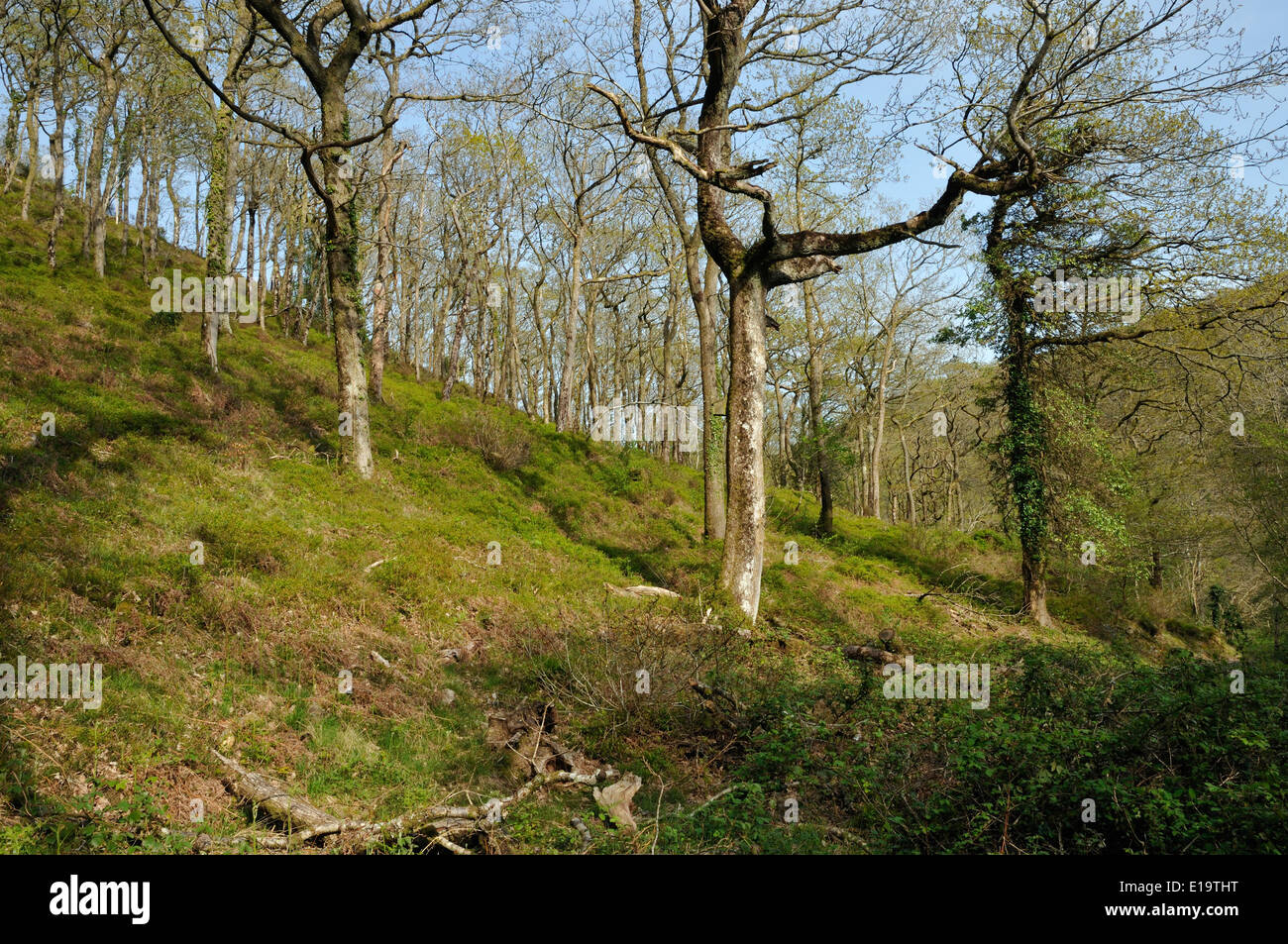 Hawkcombe steilen Tal Eichenholz, Exmoor, Somerset Stockfoto