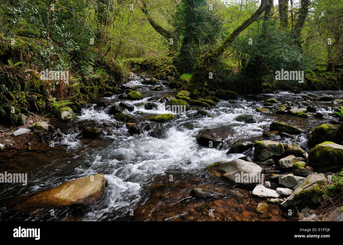 East Water verbindet Horner Wasser, Horner Holz, Exmoor Stockfoto