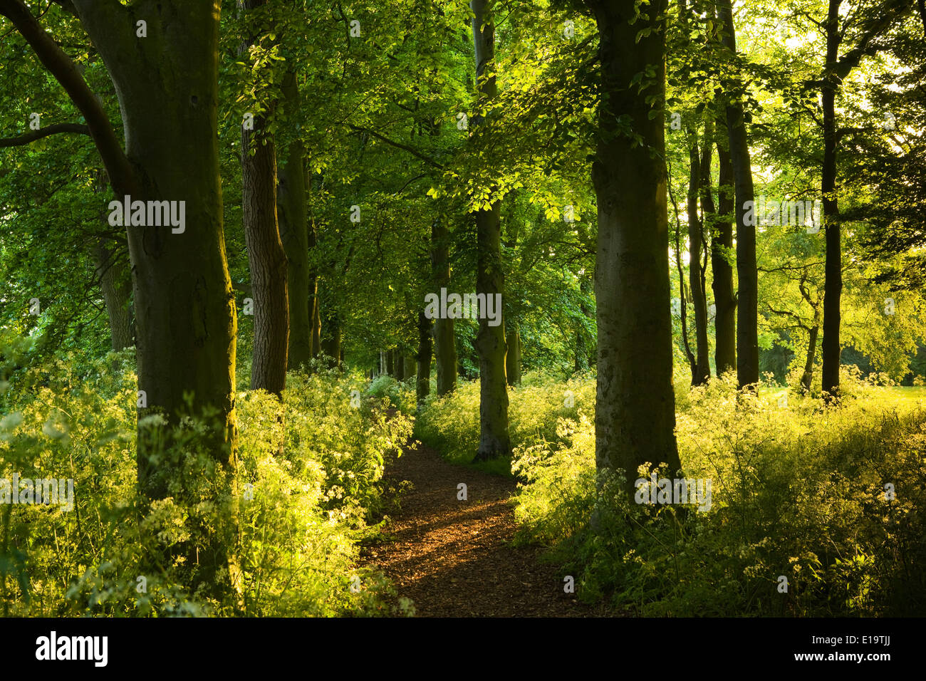 Eine Allee von Bäumen im Abendlicht in Baysgarth Park, Barton-upon-Humber, North Lincolnshire, UK. Mai 2014. Stockfoto