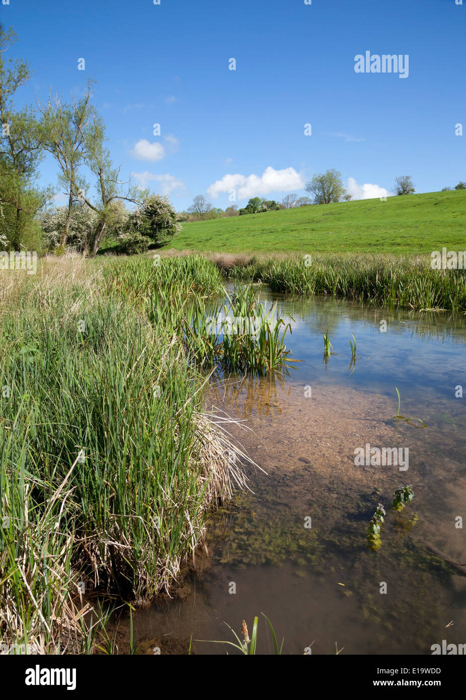 Der Fluss Dikler in der Nähe von Stow auf die würde, Gloucestershire, England. Stockfoto