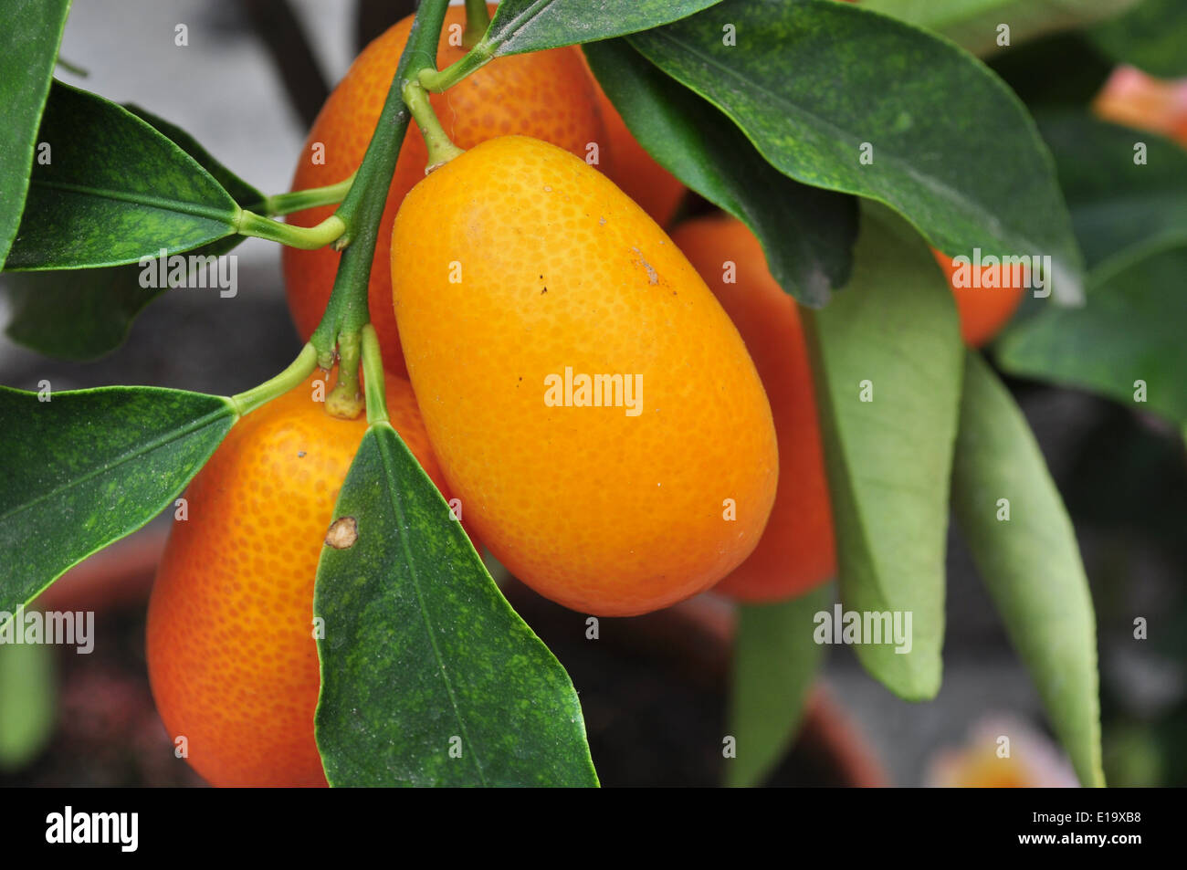 Nahaufnahme einer Reihe von kleinen chinesischen Mandarinen Stockfoto