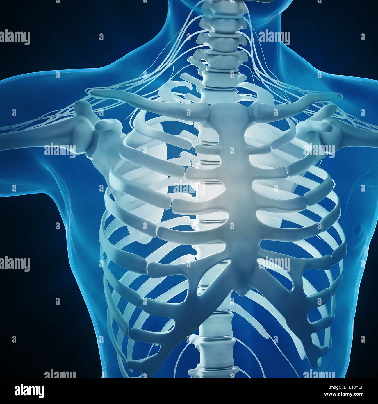 Menschliche Anatomie-Illustration - Skelett und des Zentralnervensystems Stockfoto