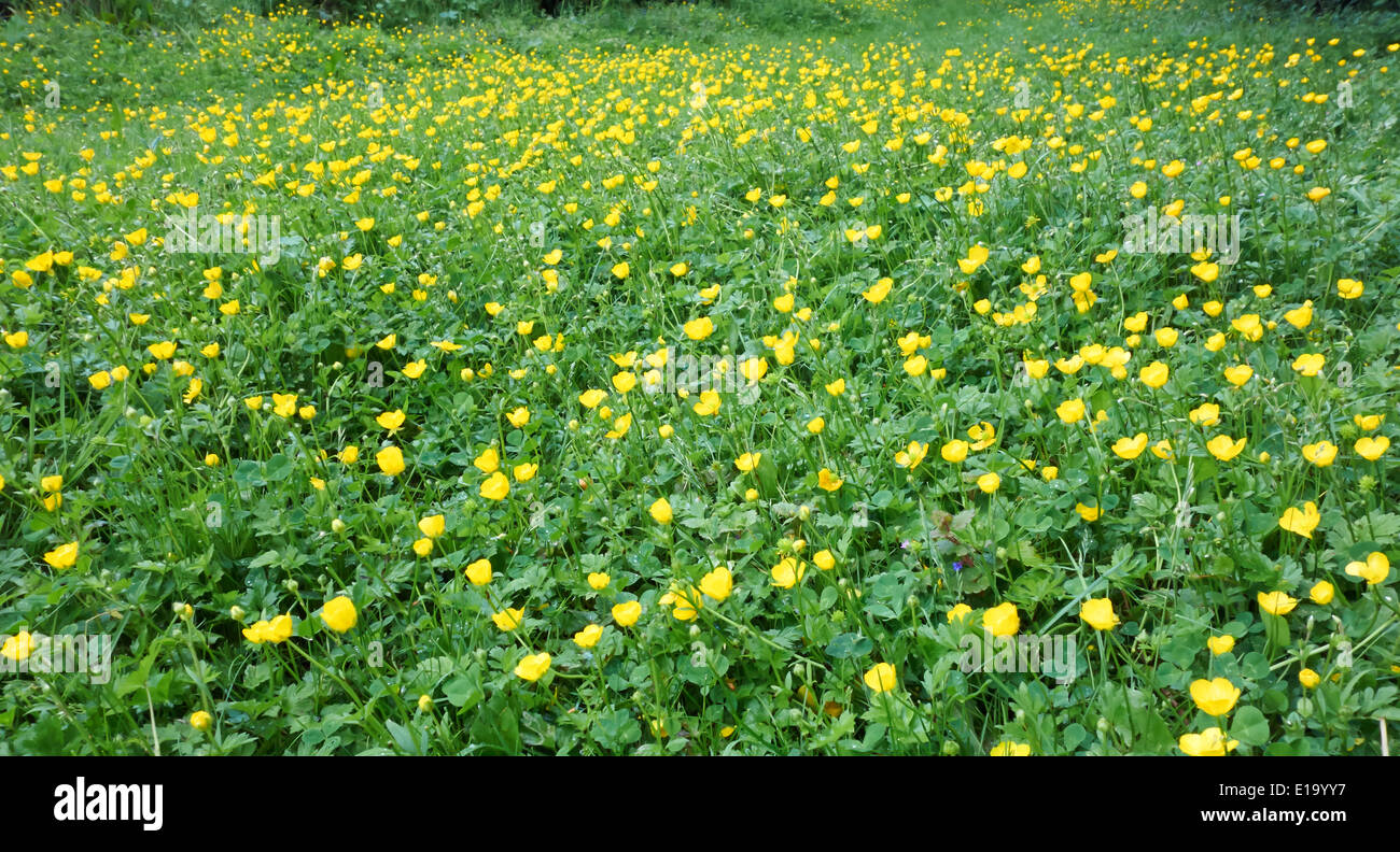 Bereich der gelben Blüten der Kriechende Hahnenfuß wilde Blume Milton Cambridgeshire England Stockfoto