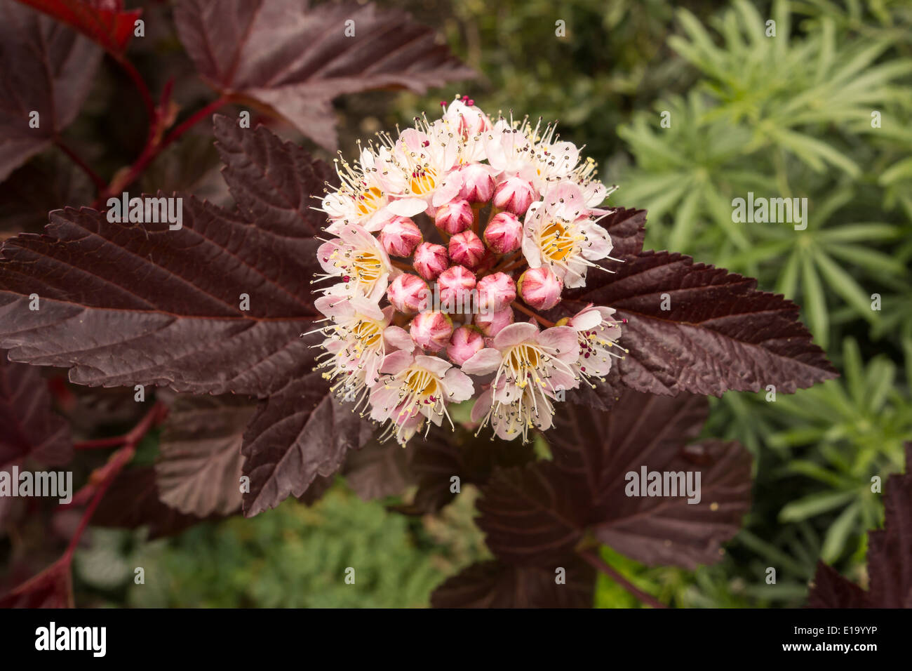 Blume des Physocarpus Opulifolius oder Dame in rot Pflanze Stockfoto