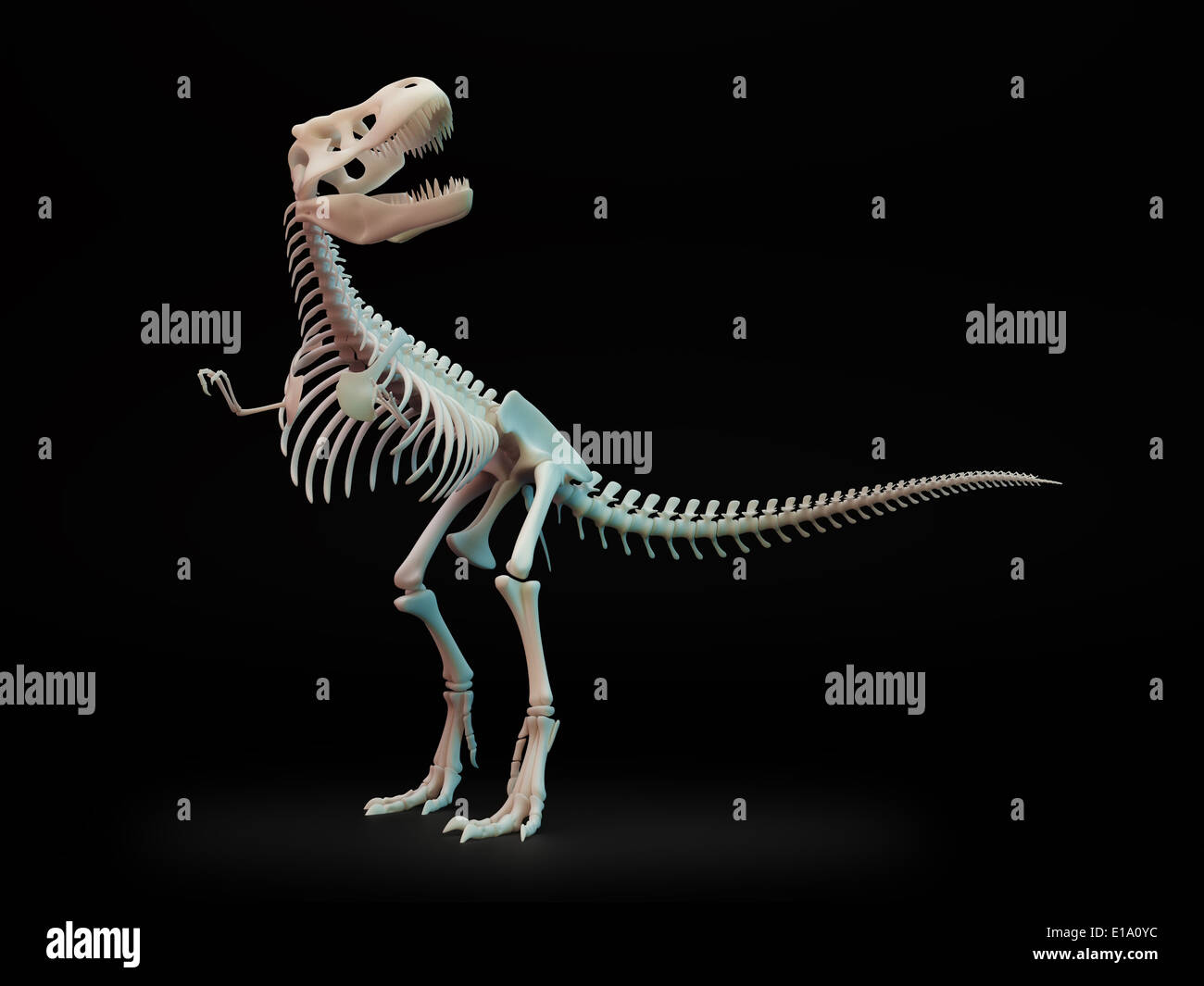 Tyrannosaurus Rex, große fleischfressende Dinosaurier, Skelett. Stockfoto