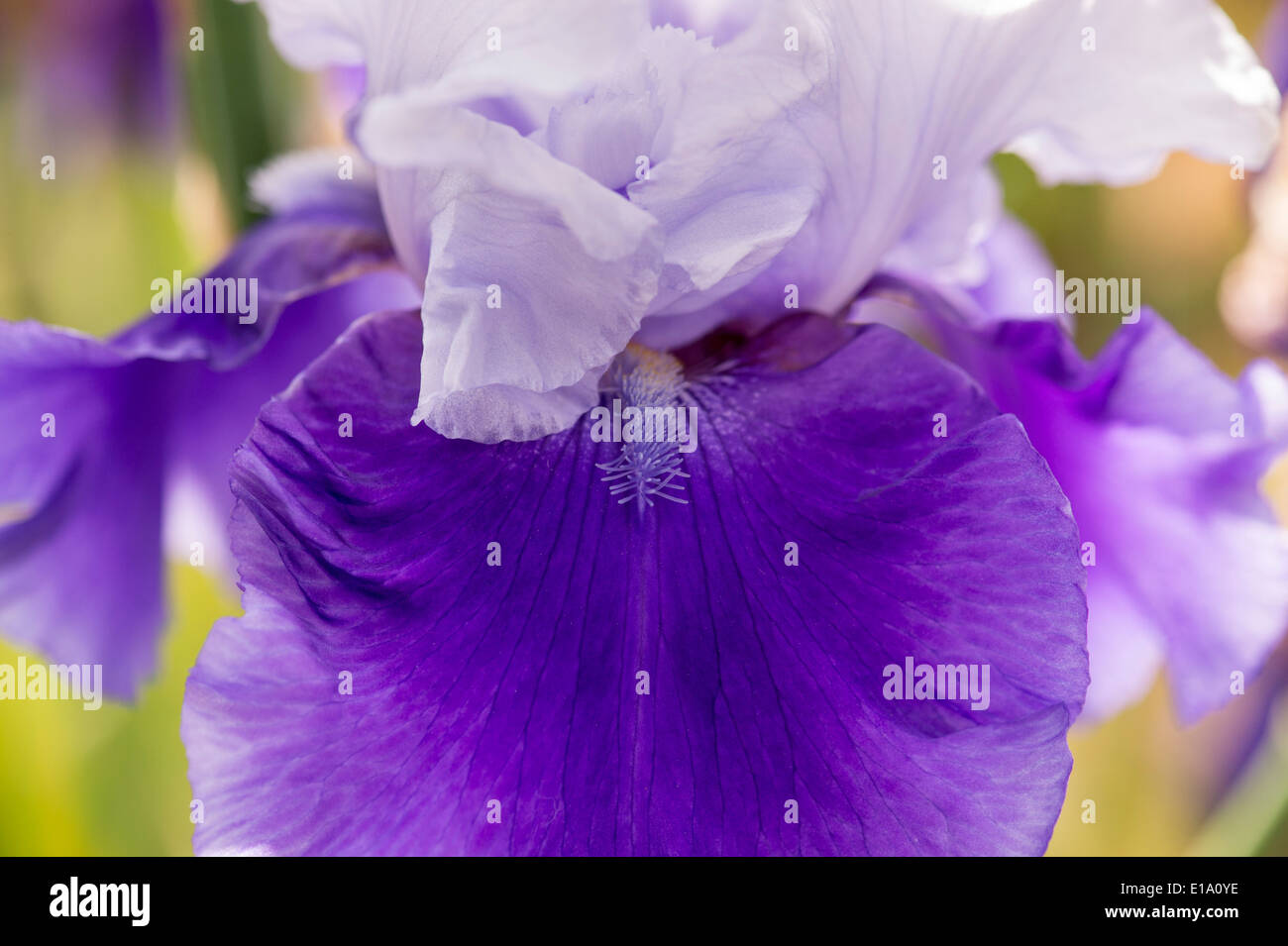 Hohen Bartiris Atlantic Sky Blume Stockfoto