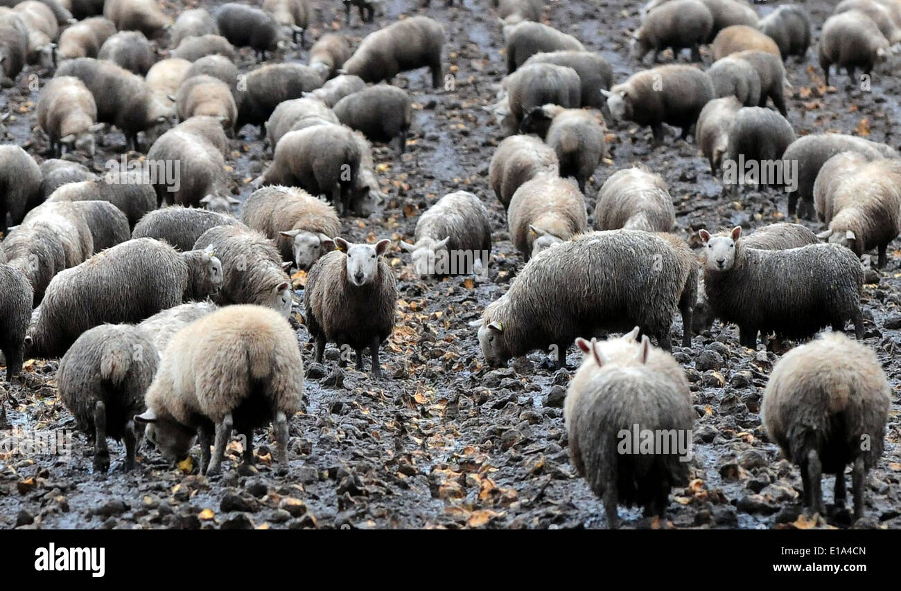 Schafe stehen triefend und verklumpt im Schlamm nach starken Regenfällen in der Nähe von Glamis, Angus mit viel von Schottland Stockfoto