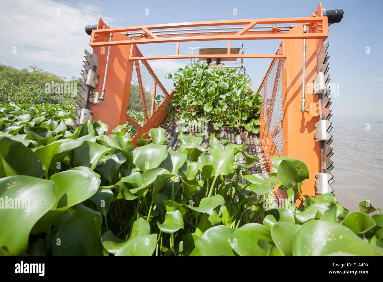 Wasserhyazinthe (Eichhornia Crassipes) Mähdrescher am Viktoriasee