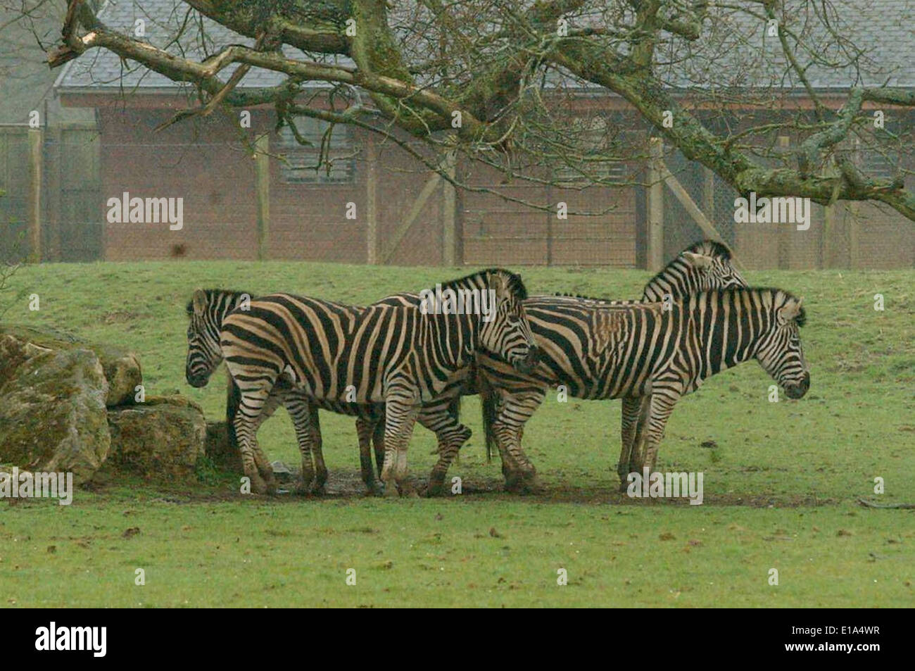 Zebras in einem Wildpark. Stockfoto