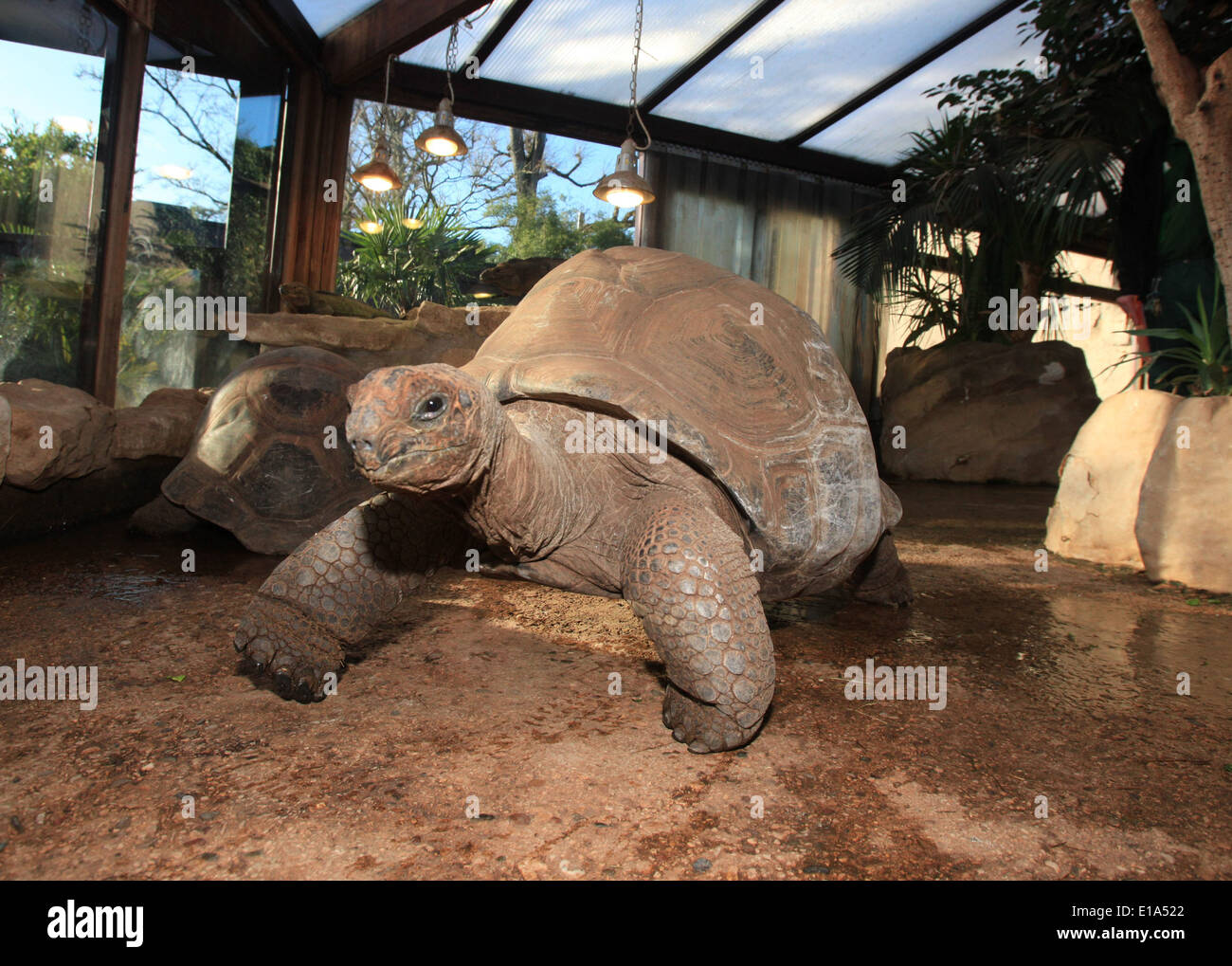 Galapagos-Schildkröte im Zoo von Bristol Stockfoto