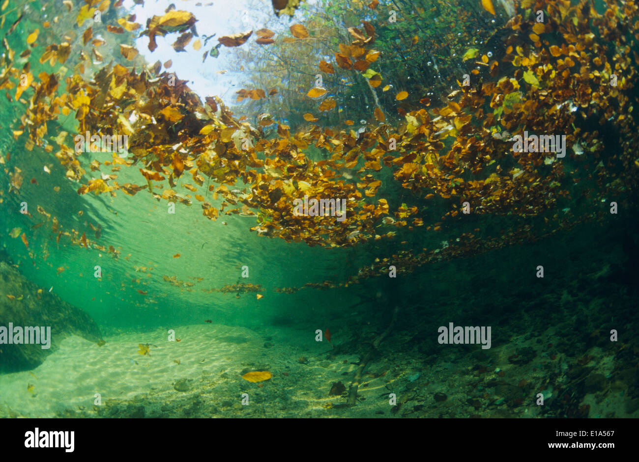 Unterwasser Foto aus einem Bergbach mit Blätter auf der Wasseroberfläche Stockfoto