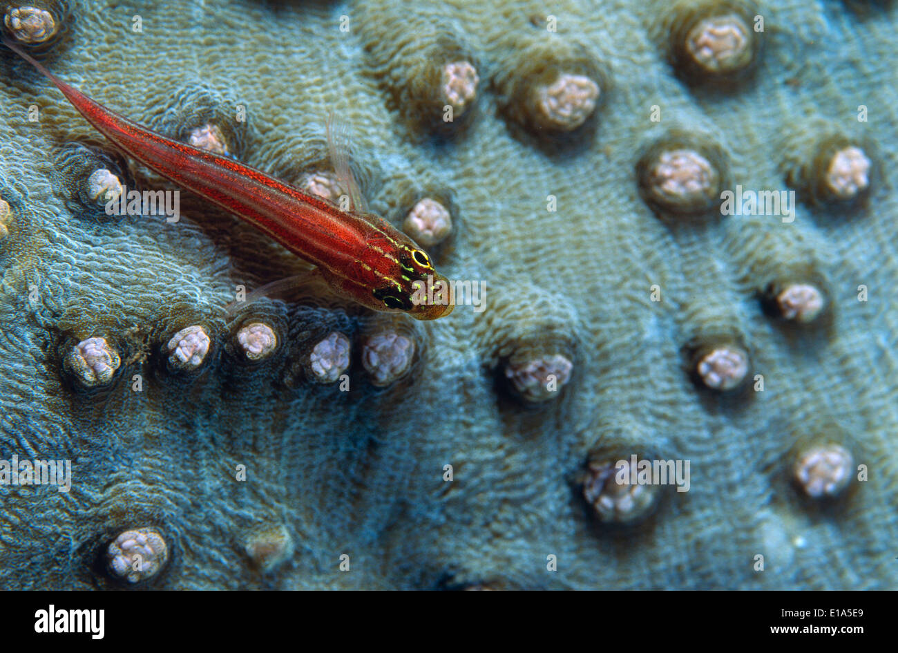 Grundeln (Gobiidae) Tulamben, Bali, Indonesien Stockfoto