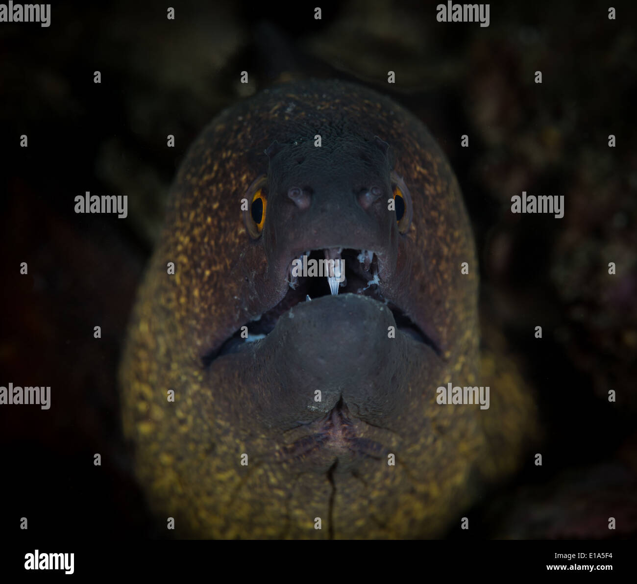Gelbgefleckte Muräne (Gymnothorax Flavimarginatus) in der Andaman Sea, Thailand Stockfoto