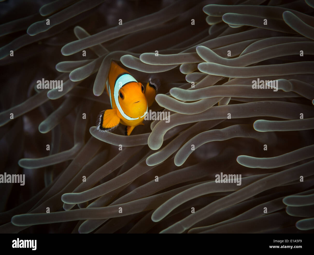 Westlichen Clown Anemonenfische (Amphiprion Ocellaris) in der Andaman Sea, Thailand Stockfoto