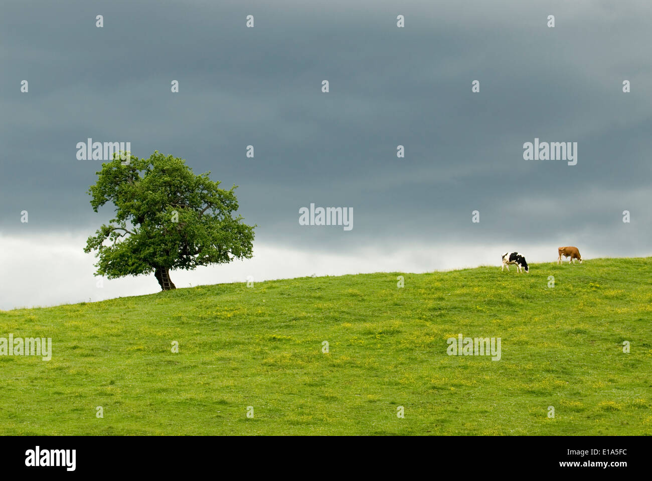 Baum und Kühe an einem stürmischen Tag, nahm, Österreich Stockfoto