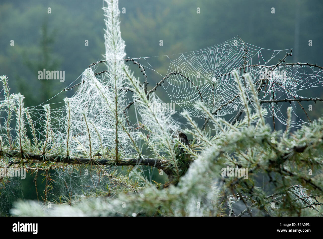 Spinnennetz in Kalk Alpen nationalen Teil, nahm, Österreich Stockfoto