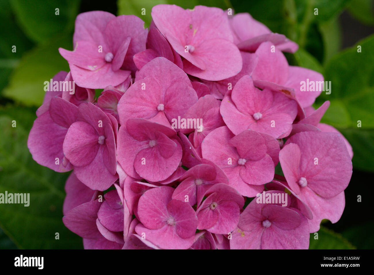 Hydrangea Macrophylla Mauve Nahaufnahme Strauch für den Garten