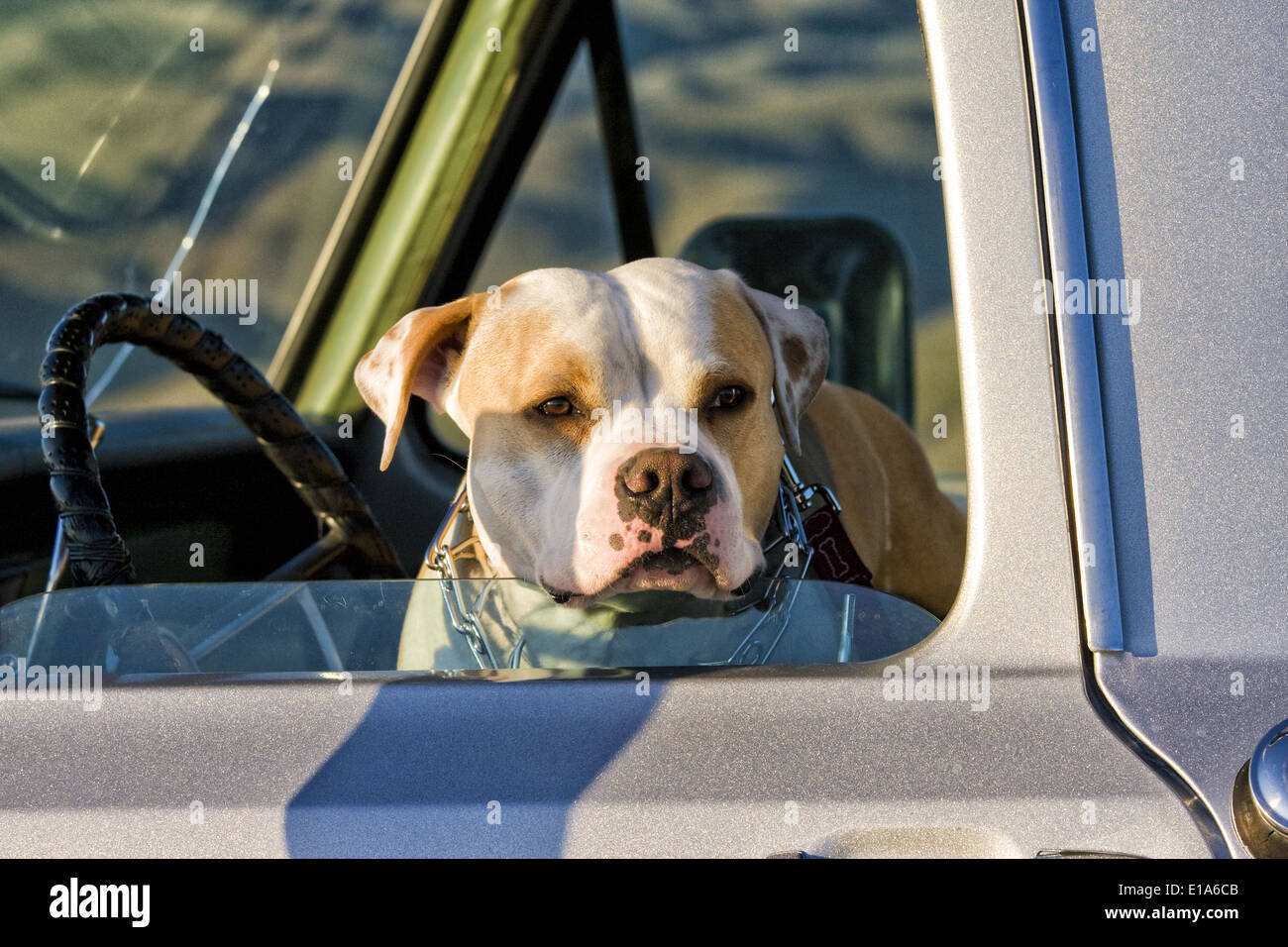 American Pit Bull Terrier in Pickup-truck Stockfoto