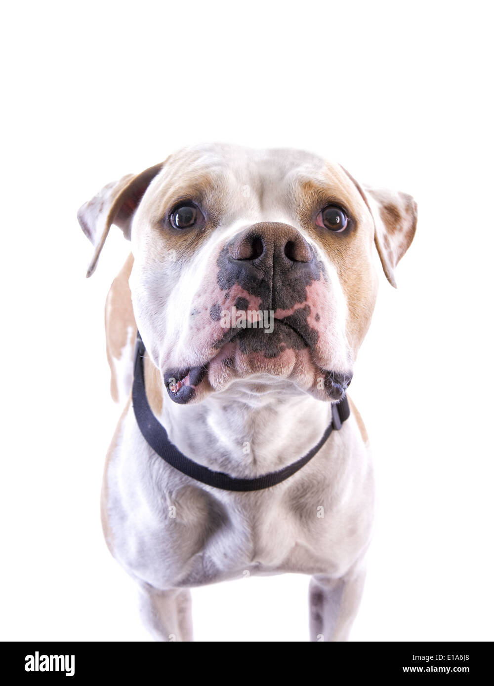 American Pit Bull Terrier nachschlagen Kopfschuss isoliert auf weißem Hintergrund Stockfoto