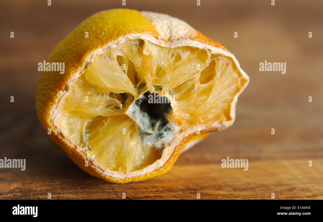 Penicillin-Schimmel wächst auf eine alte Zitrone-Frucht, die feinsten übergeben wird Stockfoto