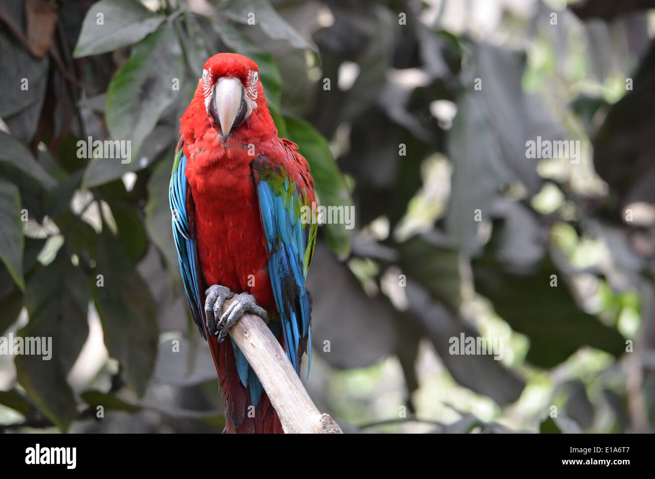 Einen hellroten Aras (Ara Macao) sitzt auf einem Ast im Amazonas-Regenwald in der Nähe von Iquitos, Peru Stockfoto