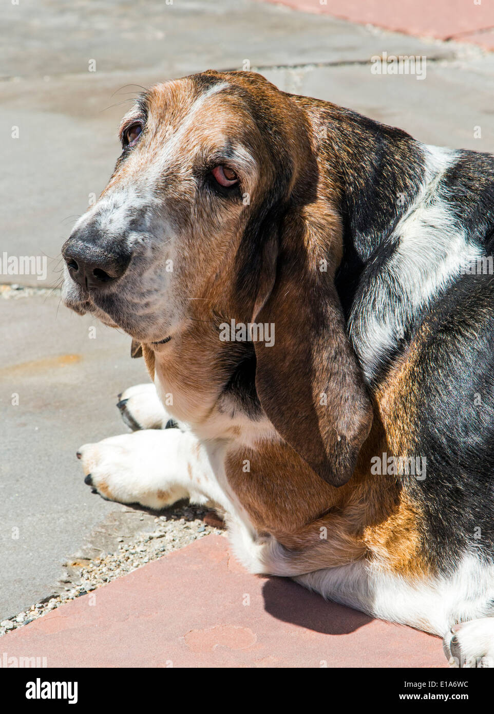 Basset Hound Hund draußen an einem sonnigen Tag Stockfoto