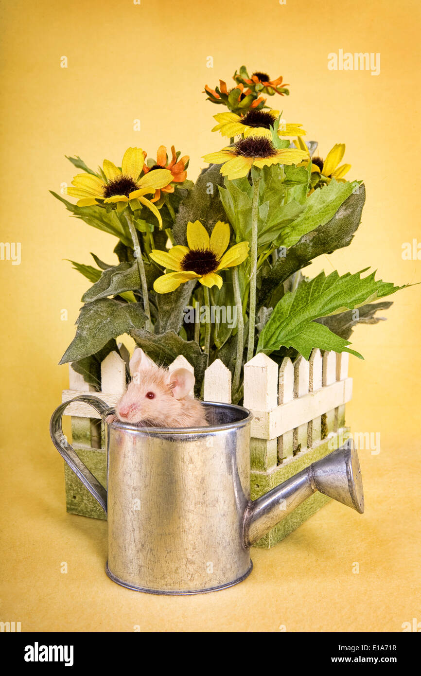 Maus in Gießkanne mit Blumen auf gelbem Hintergrund Stockfoto