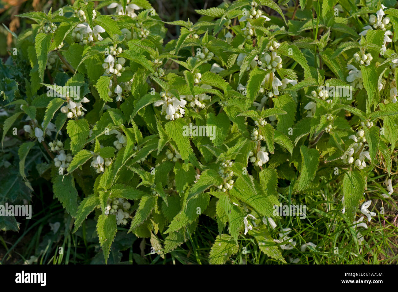 White-Toten-Brennessel, Lamium Album, eine Gruppe von Pflanzen in Blüte Stockfoto