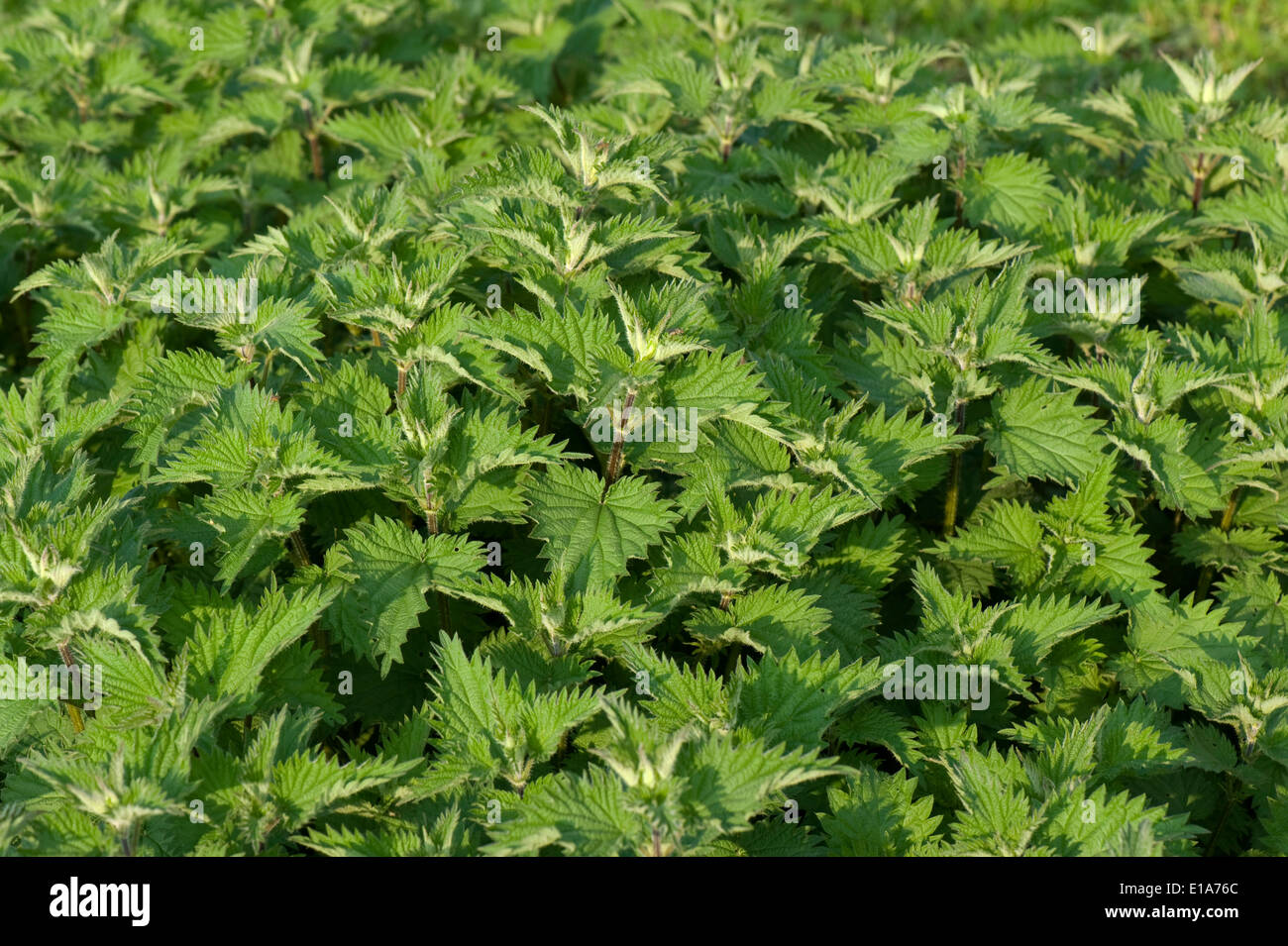 Stechende Nessel, Urtica Dioica, Pflanzen mit gesunden kräftigen Blätter im Frühjahr Stockfoto
